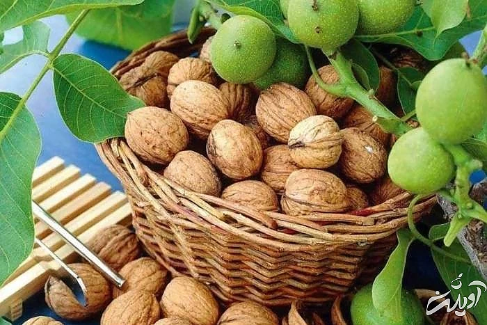 سوغات اراک گردو از سوغات یاسوج